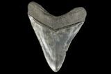 Serrated, Fossil Megalodon Tooth - South Carolina #114505-2